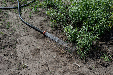 Wet land, row. Water hose lies on the ground.Close-up, yard work, concept gardening.