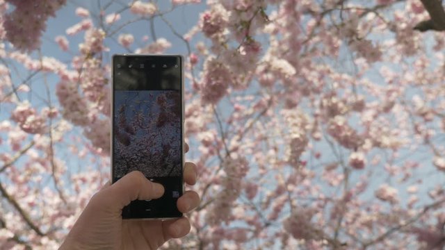 Close up of hand taking pictures with mobile phone of the cherry blossoms