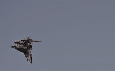 Pelican in flight