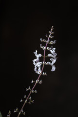 Pequeñas flores blancas sobre fondo negro