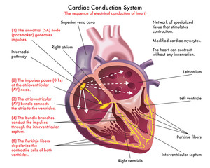 Diagram of Cardiac Conduction System (the sequence of electrical conduction of heart) with annotations.