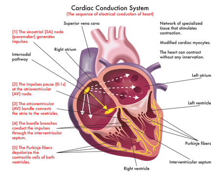 conduction system of the heart diagram