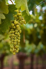 Green, unripe grapes hanging from the vine at a vineyard estate in Mendoza, Argentina. Agriculture, wine industry background.