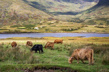 Highland Cattle grazing in a landscape of grassland, lake and hills on the Isle of Mull, Scotland