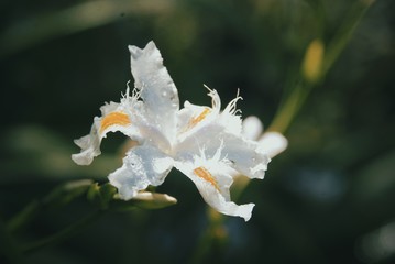 Macro flor.