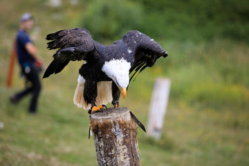 Vancouver, America - August 18, 2019: Bald eagle at Grouse Mountain, Vancouver, America