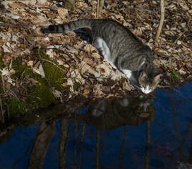 Curious Grey and White Cat Sniffing water with own reflection in Pond or puddle in Woods or Forest in Early Spring 