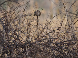 dos pequeños pajaros de plumas marrones entre las ramas de un arbol, camarasa, lerida, españa, europa