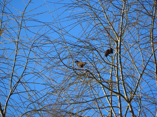 dos aves moteadas de color blanco y negro en las ramas del arbol, camarasa, lerida, españa, europa