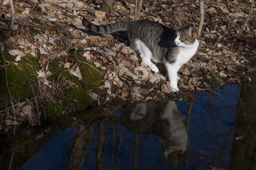 Grey and White Cat Standing Beside Water puddle or pond with cats reflection in the water brown leaves
