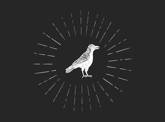 Dark raven vector sketch isolated on dark background. Hand drawn bird vector illustration. White crow concept.