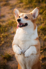 corgi dog pembroke welsh corgi outdoor in summer park