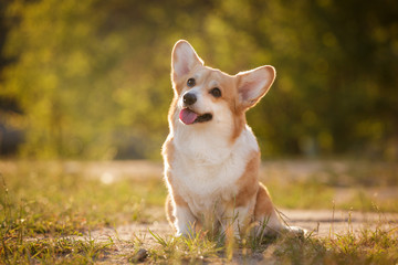 corgi dog pembroke welsh corgi outdoor in summer park