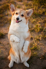 corgi dog pembroke welsh corgi outdoor in summer park