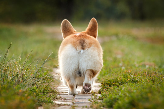 corgi dog pembroke welsh corgi outdoor in summer park