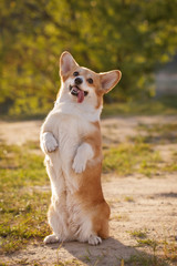 corgi dog pembroke welsh corgi outdoor in summer park
