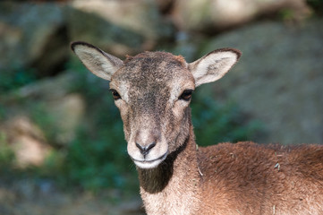 Naklejka na ściany i meble süßes portrait eines alpensteinbock kitz capra ibex