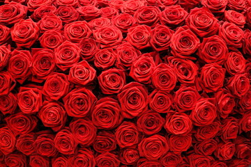 Red Roses Wall