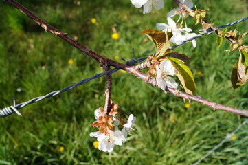 Stacheldraht und Baum