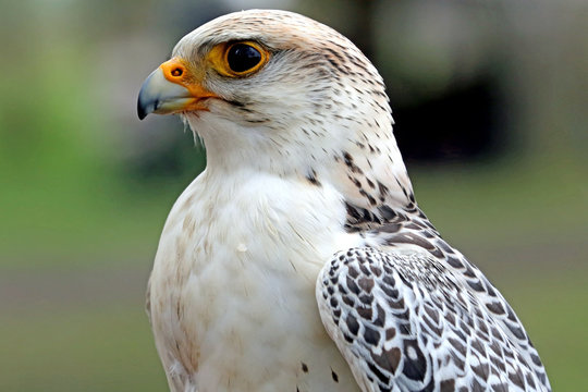 falke