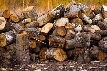 trees chopped into wood on the background of the forest