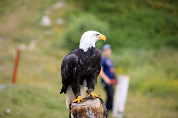 Vancouver, America - August 18, 2019: Bald eagle at Grouse Mountain, Vancouver, America