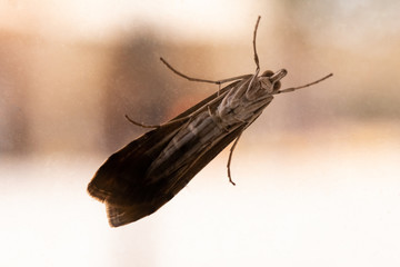 Close Up Of A Flying Insect On A Window