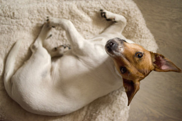 Obraz premium Resting dog Jack Russell Terrier, close-up