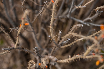 Prickly branches of wild rose without leaves