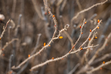 Prickly branches of wild rose without leaves