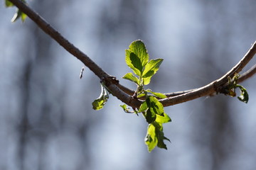 Frühlings Kirschblüten