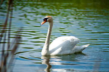 Łabędź © Jacek