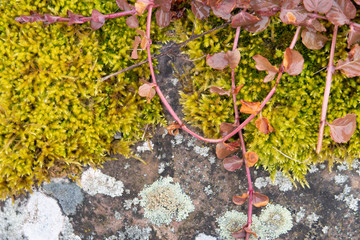 Moss, lichen and twigs with leaves on a coastal boulder