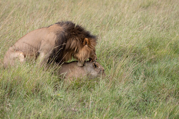 lion mating