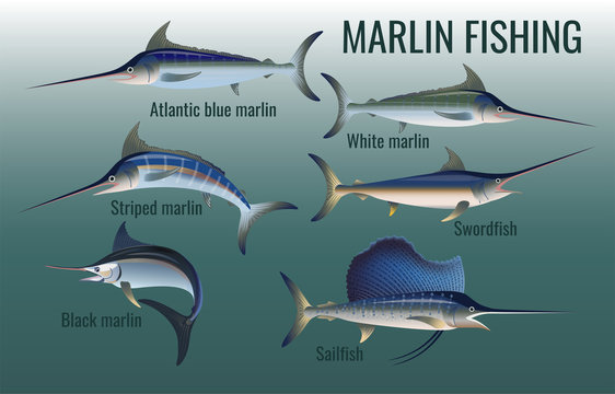 What's the Difference Between Blue Marlin and Black Marlin - Fish Panama  Today