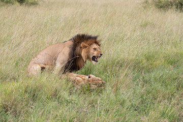lion mating