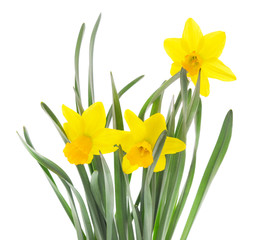 Yellow beautiful daffodils.