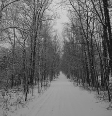 Snow Covered Laneway or Trail leading into The Forest and Woods on Wintery day 