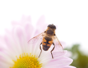 One little bee on the chrysanthemum.