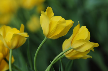 yellow tulip flower