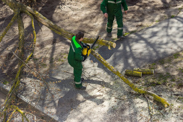 The master cuts the branches of a diseased tree.