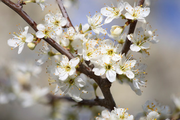 Obraz premium Prunus spinosa, called blackthorn or sloe, is a species of flowering plant in the rose family Rosaceae