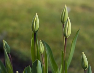 Young tulip buds against green background in springtime