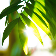 Fototapeta na wymiar Tropical palm leaves and their shadows on a yellow background