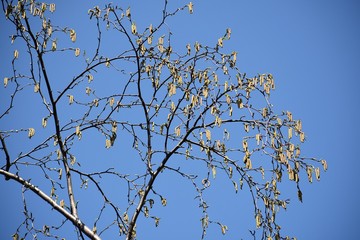 Tree branches with flowers of Alnus Serrulata, the Hazel alder or Smooth alder, against blue sky.