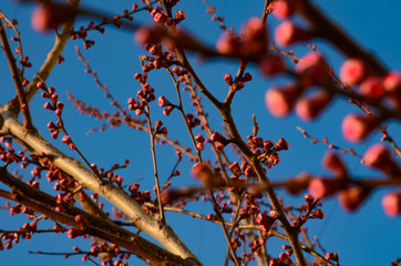 Apricot tree branch with buds and flowers on a background of blue sky. Life revival concept,...