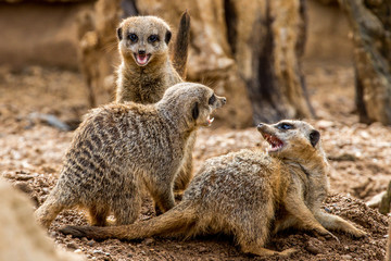 Meerkat family playing, Chester Zoo, Cheshire, England.