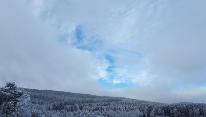Calm sky over snowy trees - Oslo 