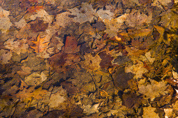 Fototapeta premium Dry Fall Leaves In Bottom of Puddle Shot Through Pond water with sunlight Reflecting off 
