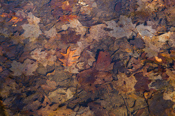 Dry Fall Leaves In Bottom of Puddle Shot Through Pond water with sunlight Reflecting off 